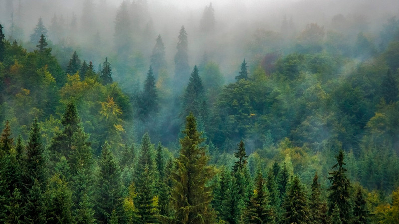 Coflac resalta importancia de bosques para combatir cambio climático thumbnail