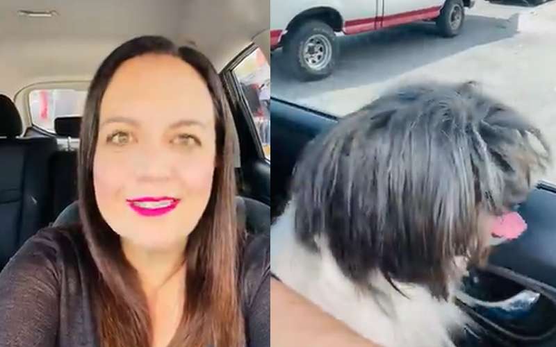 Invita diputada Blackaller a jornada de vacunación para perritos thumbnail