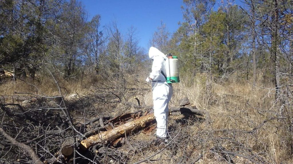 Comienzan en una semana labores contra el gusano descortezador en bosques de Chihuahua thumbnail